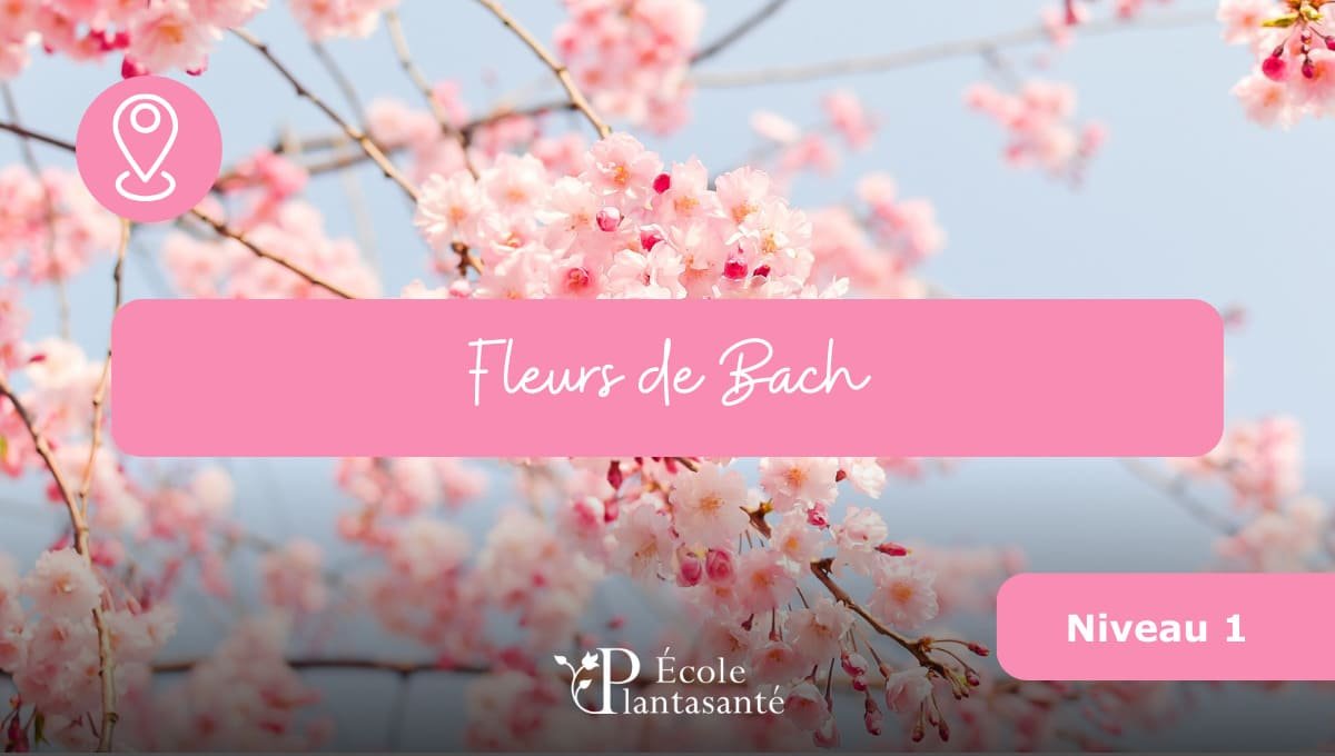 Fleurs de Bach : comment utiliser les fleurs de bach ?