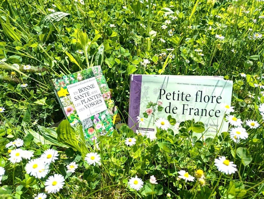 botanique-de-terrain