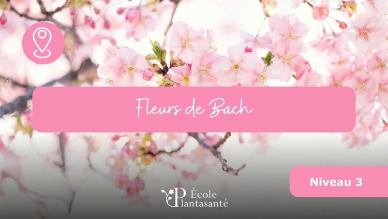 Formation Fleurs de Bach Niveau 3