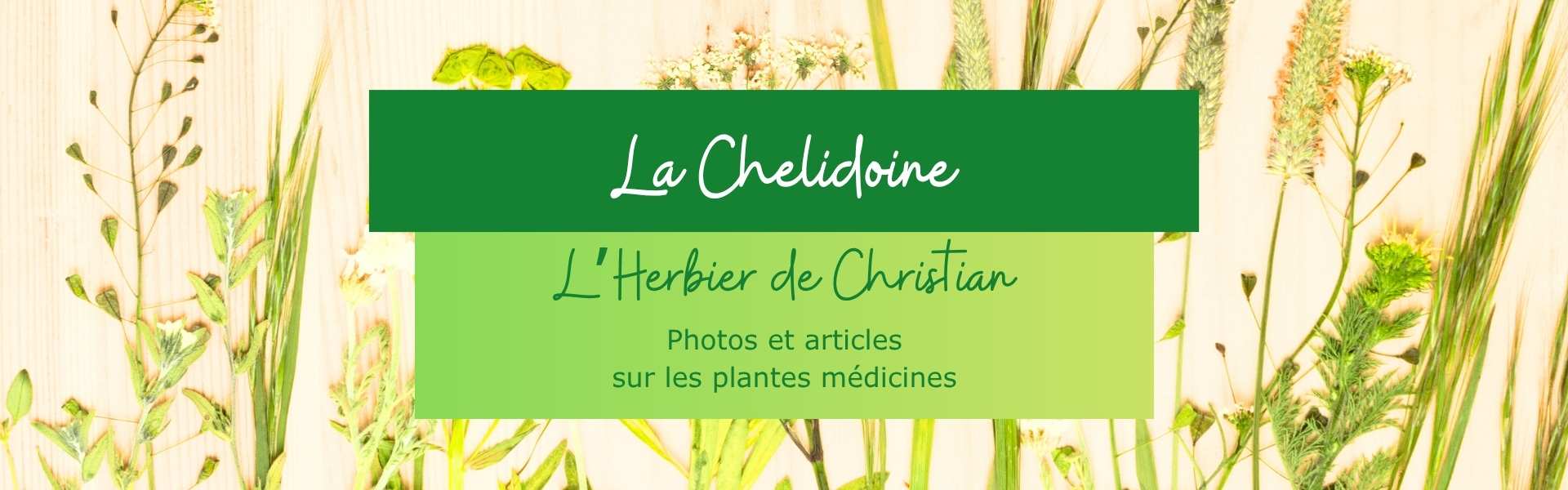 You are currently viewing La Chelidoine