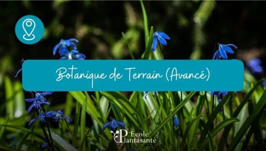 Stage Botanique de Terrain (Avancé)